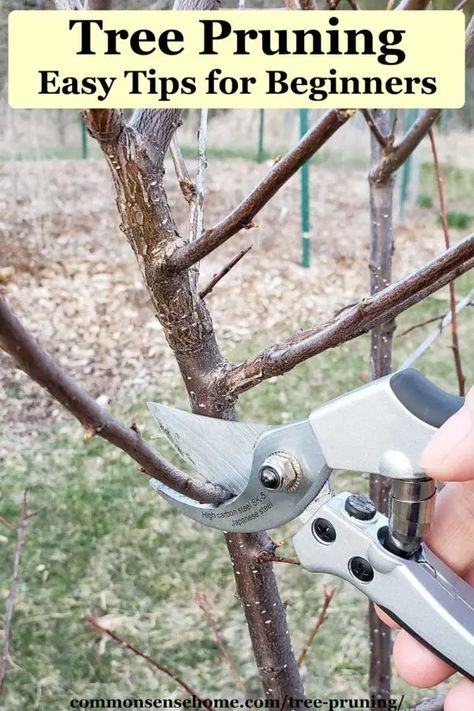 Pruning Trees How To, Utah Garden, Apple Tree Care, Pruning Trees, Pruning Plants, Prune Fruit, Pruning Fruit Trees, Eastern Redbud, Growing Fruit Trees