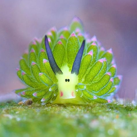 Photography by @veeko66 . Sea Slug - Costasiella kuroshimae . Costasiella kuroshimae is a species of sacoglossan sea slug, a shell-less… Leaf Sheep Sea Slug, Sea Sheep, Blue Sea Slug, Ocean Creatures Art, Leaf Sheep, Weird Sea Creatures, Sheep Ears, Sea Bunny, Sea Slugs