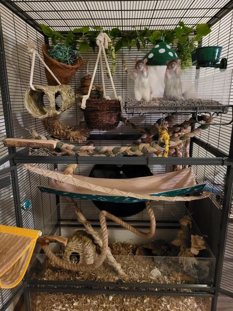 Crochet Pet Rat Toys, Ray Cage Ideas, Rat Cage Decoration Ideas, Pet Rat Cages Aesthetic, Rat Habitat Ideas, Critter Nation Cage Ideas Pet Rats, Pet Rat Cage Setup, Rat Enclosure Diy, Pet Rat Enclosures