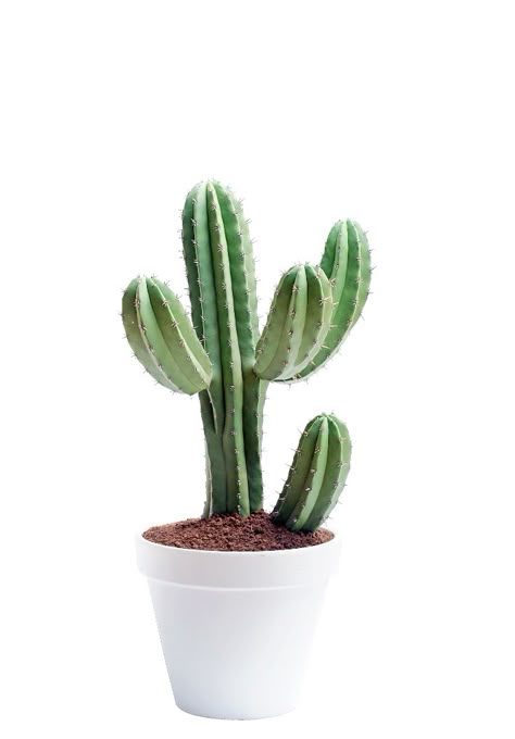 Dokunduğumuzda canımızı yaksa da  görüntüsü huzur veren bu bitkileri evimize alalım negatif enerji ile dolan bu evlerde kendi zevkinizi yakalayın! Kaktus Dan Sukulen, Cactus House Plants, How To Water Succulents, Small Cactus, Plants Are Friends, Cactus Decor, Green Cactus, Cactus Art, Plant Aesthetic