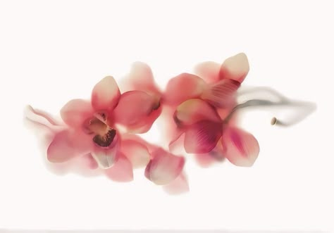 Ipad Air Wallpaper Pink, Orchid Macbook Wallpaper High Quality, Slideshow Background Aesthetic Pink, Laptop Widget Icon, Flower Wallpaper Aesthetic Laptop, L Pad Backgrounds, Orchid Desktop Wallpaper, Orchid Macbook Wallpaper, Clear Laptop Wallpaper