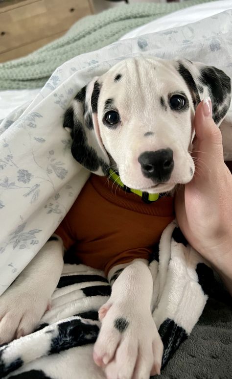 Dalmatian Puppy F1 Labradoodle, Dalmatian Mix, Shichon Puppies, The 101 Dalmatians, Dalmatian Puppies, Athletic Dogs, Puppy Photography, Australian Shepherd Puppies, Dog Pics