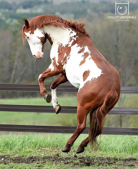 Horse Rearing Reference, Horse Standing Up, Horse Poses Drawing, Spooked Horse, Horse Poses Reference, Horse Reference Photos, Horse Bucking, Horse Poses, Horse Rearing