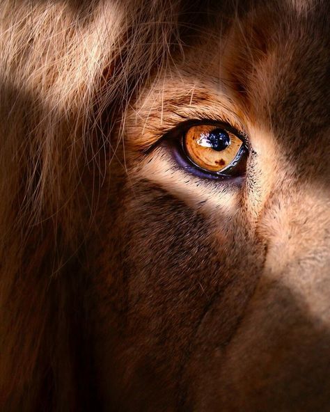 Lion Eyes, Comedy Wildlife Photography, Tattoo Lion, Lion Drawing, Beautiful Lion, Lions Photos, Save Wildlife, King Lion, Lion Wallpaper