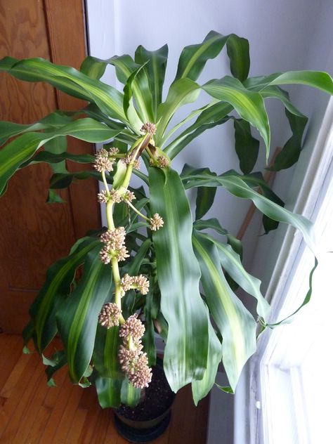 When a Corn Plant Blooms – Laidback Gardener Corn Plant Indoor Care, Corn Plant Indoor, Mass Cane Plant, Corn Plant Care, Tropical Planter, Dracena Plant, Plant Leaves Turning Yellow, Dracaena Fragrans, Plants That Repel Bugs