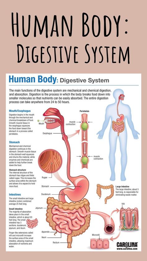 Digestive System Model, System Infographic, Digestive System Anatomy, Smooth Muscle Tissue, Human Digestive System, Human Body Organs, Basic Anatomy And Physiology, Nurse Study Notes, Sistem Pencernaan