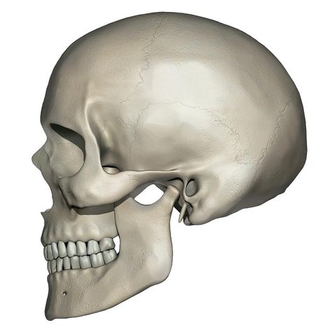 Human Skull Side View, Skull Side View, Human Skull Anatomy, Human Anatomy Picture, Anatomy Diagrams, Anatomy Pictures, Anatomy Of Human, Skull Anatomy, Engraving Designs