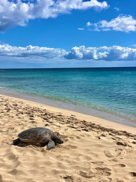 Oahu Hawaii beach day Hairstyles Aesthetics, Oahu Aesthetic, Hawaii Beach Aesthetic, College In Hawaii, Beach Moodboard, Summer In California, Beaches In Hawaii, Hawaii Bucket List, Hawaii Lifestyle