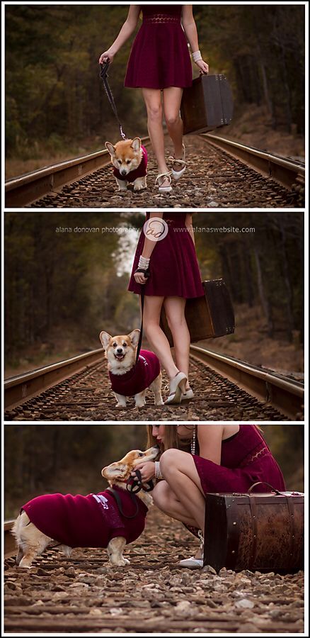 Senior portraits with the corgi Corgi Photoshoot, Unique Senior Pictures, Corgi Mom, Corgi Pictures, Corgi Butts, Senior Pictures Boys, Puppies And Kitties, Corgi Dog, Dog Rules