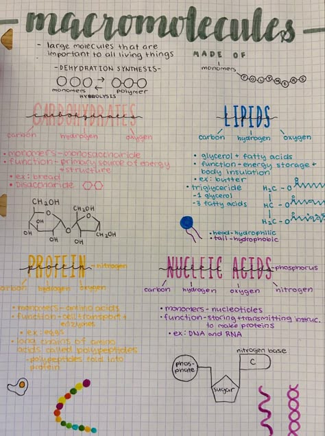 Biology Notes Properties Of Water, Macromolecules Biology Project, Biology Notes Macromolecules, Biology Carbohydrates Notes, Monomers And Polymers, Bacteria Notes Aesthetic, Bio Chemistry Notes, Lipids Notes Biology, Carbohydrates Notes Biology