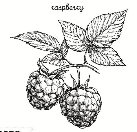 Raspberry Plant Drawing, Blackberry Illustration Vintage, Raspberry Botanical Illustration, Botanical Tattoo Design Drawings, Raspberry Stamp Tattoo, Raspberry Tattoo Design, Raspberry Plant Tattoo, Wild Raspberry Tattoo, Black Raspberry Tattoo