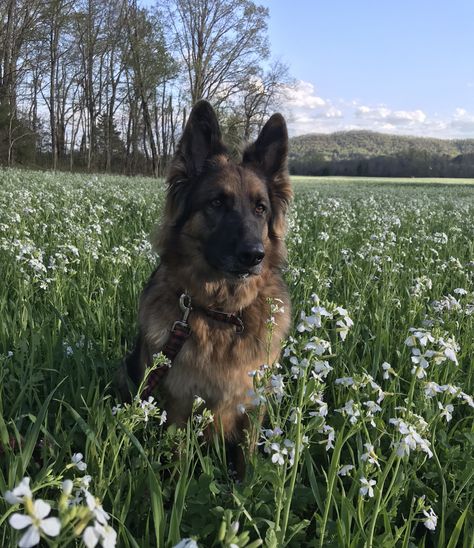 Brown German Shepherd Puppies, German Shepherd Farm Dog, Guide Dog Aesthetic, Gsd Aesthetic, Western Dogs, Fluffy German Shepherd, German Shepherd Aesthetic, Long Haired German Shepherd, Sheperd Dogs