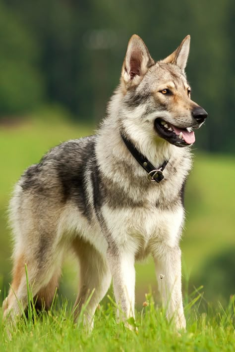 Wolf Dog Breeds, Wolf Hybrid Dogs, Tamaskan Dog, Wolf Dog Puppy, Wolfdog Hybrid, Czechoslovakian Wolfdog, Rare Dogs, Wolf Hybrid, Rare Dog Breeds