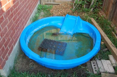 Pet Turtle Pond With DIY Filter - Daddykirbs Farm Aquatic Turtle Habitat Ideas Outdoor, Outdoor Turtle Pond, Indoor Turtle Pond, Pond Images, Aquatic Turtle Habitat, Turtle Traps, Turtle Things, Aquatic Turtle Tank, Diy Turtle