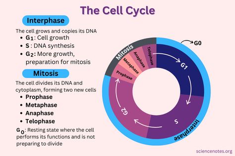 Cell Cycle Phases and Checkpoints The Cell Cycle, Cell Cycle Diagram, Cell Cycle Notes, Cell Cycle And Cell Division Notes, G1 Phase, Cell Analogy, Biology Jokes, General Biology, Learn Biology