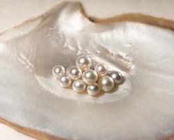 Just pearly Goddess Of Love, Pearl And Lace, Irises, South Seas, South Sea Pearls, Aphrodite, Kitsch, The Little Mermaid, Pearl Jewelry