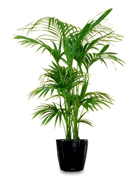 indoor plant pots melbourne Tall Indoor Plants, Kentia Palm, Large Indoor Plants, Trendy Plants, Balcony Flowers, Living Room Plants, Inside Plants, Best Indoor Plants, Low Light Plants