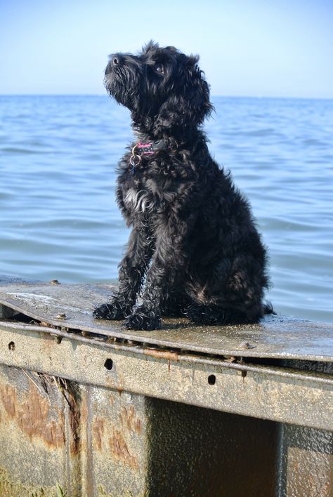 Gray Labradoodle, Black Aussiedoodle, Black Double Doodle Dog, Labradoodle Pictures, Labradoodle Black, Black Labradoodle Puppy, Black Labradoodle Aesthetic, Labradoodle Puppy Black, Labradoodle Black And White