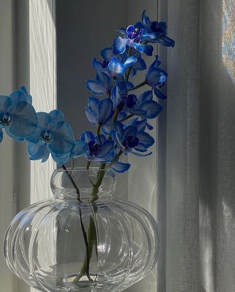 Pfp Flowers, Nothing But Flowers, Blue Orchids, Blue City, Flower Therapy, Pretty Plants, City Aesthetic, Orchid Flower, Blue Aesthetic