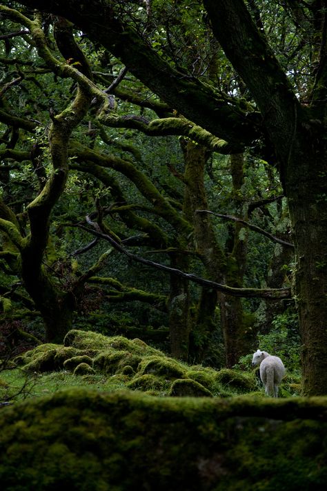 guide | for all those finding peace deep in the forest | Ray Jacobs | Flickr Forest Canopy, Moss Covered, Vivarium, Airbrush Art, Green Forest, Tree Forest, Deep Forest, Canopies, Magical Forest