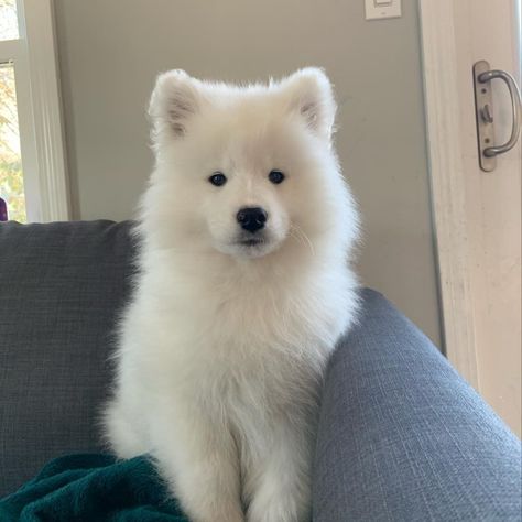 Samoyed Dogs Puppies, Cute White Dog, Bear Dog Breed, Dogs White, Pomeranian Mix, Samoyed Dog, White Animals, White Puppy, Samoyed Puppy