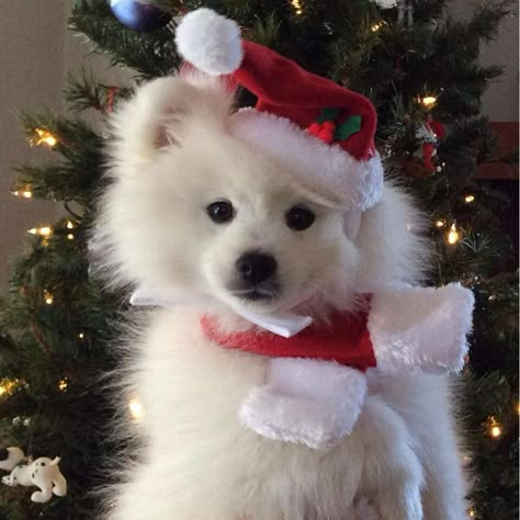 Christmas Puppies, Christmas Pets, Christmas Dogs, Christmas Puppy, Dog Christmas, Cute Pets, Christmas Aesthetic, Christmas Animals, Christmas Dog