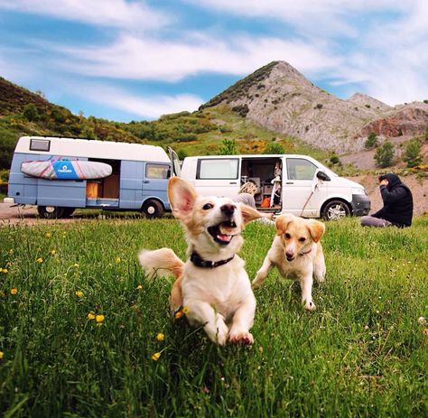 Tips and tricks for #vanlife with a dog. What to pack, advice on controlling the temperature, how to find a pet sitter. Great blog read for anyone building a diy campervan conversion or RV! Van Life Dog, Mini Rv, Glamping Essentials, Vanlife Travel, House Van, Diy Campervan, Campervan Conversion, Pet Paradise, Dog Area