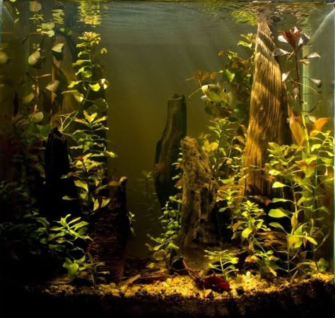 Blackwater Aquarium, Biotope Aquarium, Fish Tank Themes, Cypress Swamp, Fish Tank Terrarium, Aquascape Design, Fresh Water Fish Tank, Live Aquarium Plants, Fish Keeping