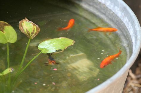 Goldfish in a Barrel Pond Diy Gold Fish Pond Ideas, Diy Outdoor Goldfish Pond, Container Pond With Fish, Outdoor Goldfish Pond, Container Fish Pond, Pot Pond, Porch Pond, Barrel Pond, Container Ponds