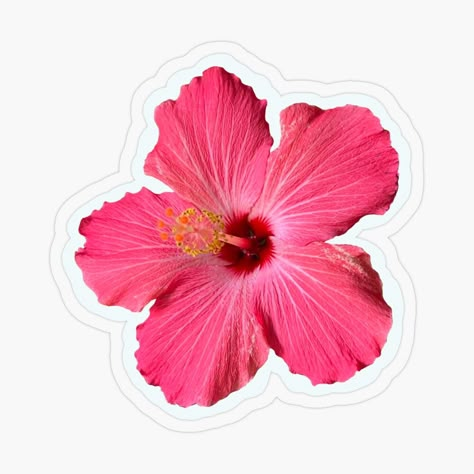 Hibiscus Flower Sticker, Pink Hibiscus Flower, Sticker Design Inspiration, Preppy Stickers, Kindle Stickers, Snapchat Stickers, Red Bubble Stickers, Cute Laptop Stickers, Scrapbook Printing