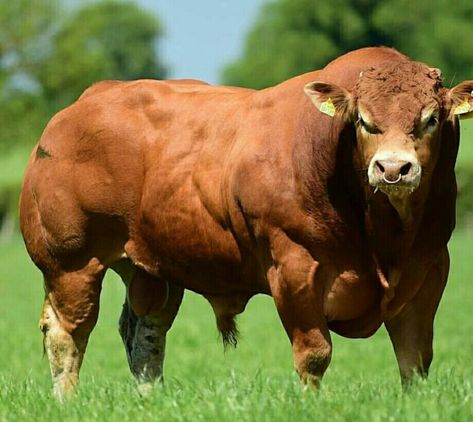 Limousin Bull, Belgian Blue Cattle, Bull Artwork, Bull Pictures, Breeds Of Cows, Belgian Blue, Big Bull, Crazy Nature, Exotic Mammals