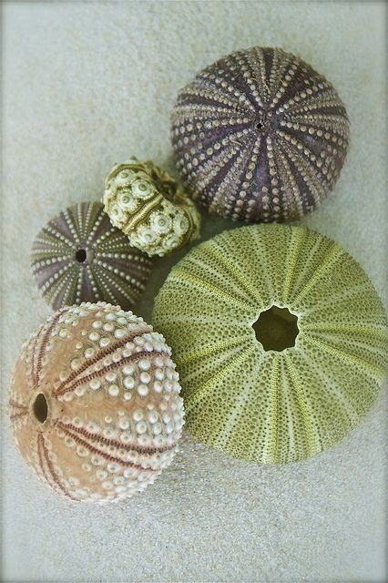 Sea Urchin Shells, Creature Marine, Sea Urchin Shell, Cnidaria, Ocean Treasures, Sea Urchins, She Sells Seashells, Sea Shore, Sea Urchin