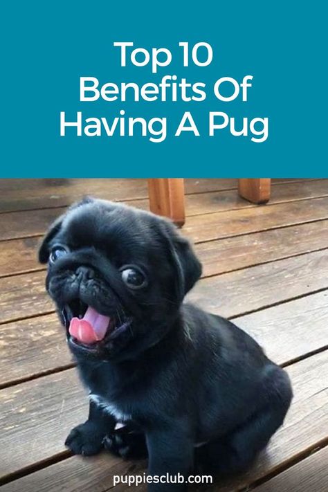 Top-10-Benefits-Of-Having-A-Pug Pug Puppies Funny, Dog House Design, Raising Puppies, Fat Pug, Funny Talking Dog, Dog House Outdoor, Pug Facts, Pug Dog Puppy, Black Pug Puppies