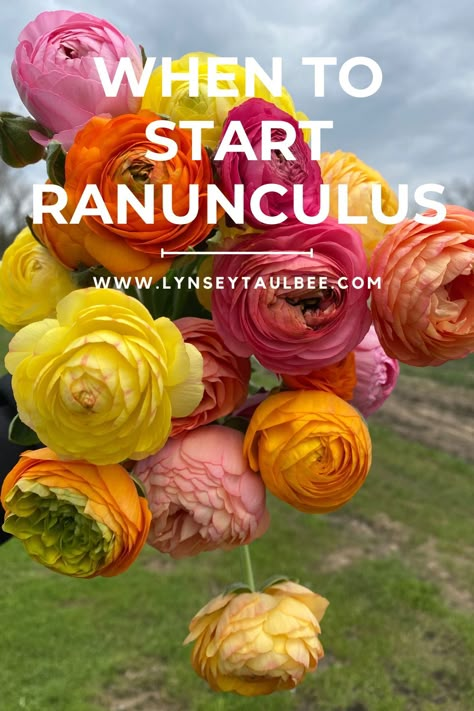 Learn how to grow ranunculus with our easy step-by-step guide! From choosing corms to harvesting, this article covers everything you need to transform your spring garden into a blooming paradise. Raniculas Ranunculus, When To Plant Ranunculus Bulbs, Starting Cut Flower Garden, Raised Garden Bed Flower Ideas, Growing Ranunculus In Pots, How To Plant Ranunculus Bulbs, Planting Ranunculus Bulbs, Ranculus Flowers Care, Growing Ranunculus Flowers