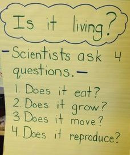 Plants Kindergarten Activities, Plants Kindergarten, Pre-k Science, Living And Nonliving, Science Anchor Charts, 1st Grade Science, First Grade Science, Primary Science, 4th Grade Science