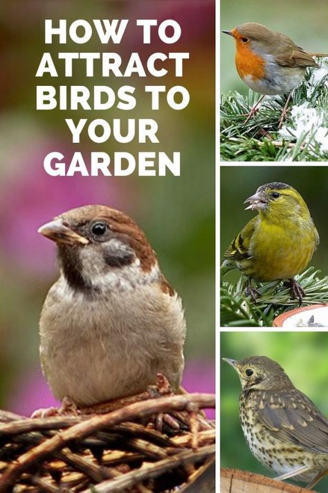 Backyard Birds Watching, Birds For Kids, Backyard Birds Sanctuary, Flowers To Grow, Bird Sanctuary, Meteor Garden 2018, Bird Feeding, Bees And Butterflies, Square Foot Gardening