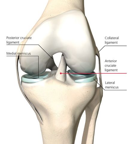 Knee Anatomy, Movement Therapy, Gross Anatomy, Body Mechanics, Yoga Anatomy, Muscle Anatomy, Knee Exercises, Knee Pain Relief, Learn Yoga