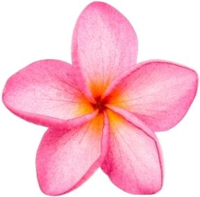 Pink Frangipani, Shuffles Summer, Plumeria Tattoo, Frangipani Flower, Summer Drawings, Beach Wall Collage, Bow Art, Canvas Learning, Beautiful Flowers Photography