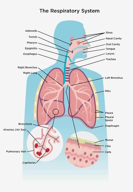 You can clearly understand by observing the Lung diagram in this post.We are providing simple lungs diagram for quick drawing the diagram. You can also download lungs image that are given in the post. Lung anatomy diagram or Simple lungs diagram with label are also mentioned below. Respiratory System Anatomy, Human Respiratory System, Lung Anatomy, Human Body Organs, Basic Anatomy And Physiology, Lungs Health, Nursing School Notes, Human Body Systems, Human Anatomy And Physiology