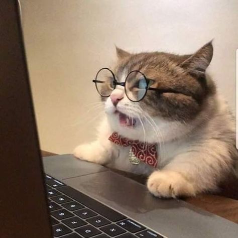 Wearing Glasses, Kitty Cats, Funny Cat, Cat Memes, A Cat, Funny Cats, Cute Cats, Funny Animals, Kittens