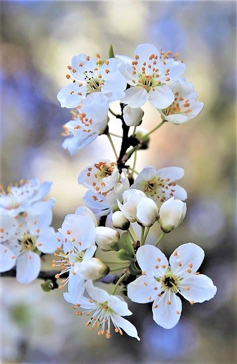 White Cherry Blossom Flowers in Europe - i Share White Cherry Blossom Aesthetic, Phone Asthetic, Cherry Blossom Photo, Kyoto Hotel, February Flowers, Flower List, Cherry Blossom White, Being Present In The Moment, Montmorency Cherry