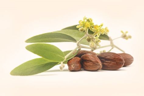 Jojoba Jojoba Plant, Jojoba Oil Benefits, Mother Earth Living, Facial Scrub, Eat Better, Healthy Balance, Growth Oil, Healthy Hair Growth, Hair Growth Oil