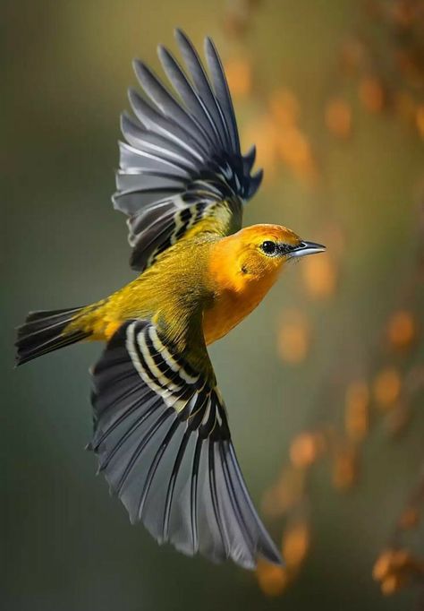 Bird Photos Photography, Birds Flying Photography, Birds Reference, Backyard Birds Watching, Macro Photography Insects, Bird Reference, Bird Facts, Open Wings, Most Beautiful Birds