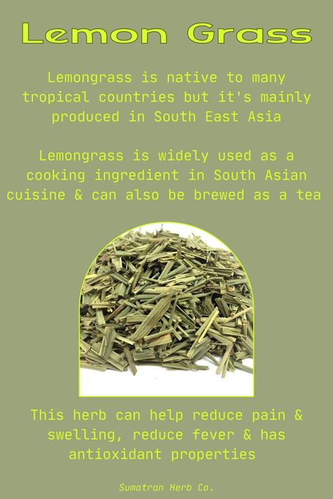 Benefits of lemongrass that can be used in cooking, for tea or infused into a topical. Lemongrass is native to South East Asia. This herb helps reeduce pain & swelling, reduce fever & has antioxidant properties. Fever Few Benefits, Herbs To Reduce Fever, Lemongrass Plant Benefits Of, Herbs To Reduce Swelling, Herbs For Swelling, Herbal Fever Reducer, Fever Reducing Herbs, Lemongrass Benefits Teas, Lemongrass Magical Properties