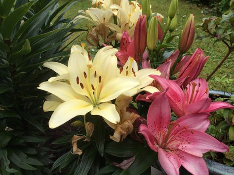 Flowers Lily, A Flower, Lily, Yellow, Plants, Flowers, Green, Pink, White