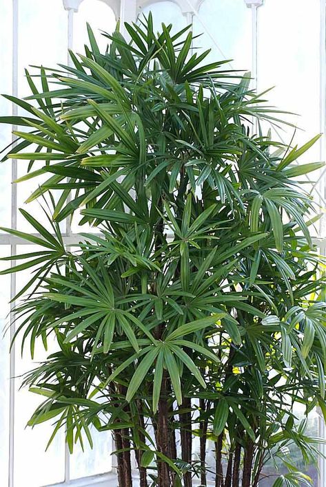 Cold Hardy Palm Trees, Gerbera Jamesonii, Indoor Palm Trees, Small Palm Trees, Kalanchoe Blossfeldiana, Indoor Palms, Potted Palms, Sansevieria Trifasciata, Ficus Elastica