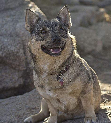 Swedish Vallhund Wolf Corgi, Lady Dog, Swedish Vallhund, Wolf Hybrid, Spitz Dogs, Rare Dogs, Unique Dog Breeds, Corgi Mix, Rare Dog Breeds