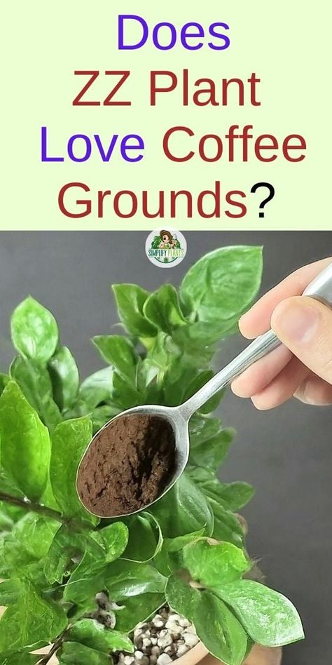 Does ZZ Plant Like Coffee? (+How To Use It Correctly) » Simplify Plants Almond Plant, Zz Plant Care, Indoor Cactus Plants, Jade Plant Care, Zz Plants, Plants Low Light, Indoor Plants Low Light, Indoor Cactus, Plant Benefits