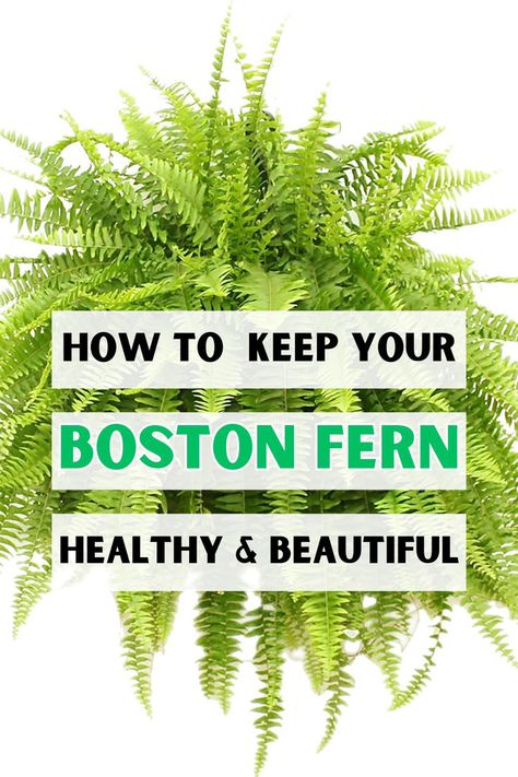 Boston fern care, indoor fern care, how to grow Boston fern, best tips for 
growing Boston fern, beginner's guide to Boston fern, Boston fern 
maintenance, Boston fern watering tips, fertilizing Boston fern, 
propagating Boston fern, repotting Boston fern, LSI keywords: fern care for 
beginners, Boston fern growing techniques, cultivating Boston ferns, caring 
for indoor ferns, fern care tips for newbies. Boston Fern Care, Indoor Shade Plants, Big Indoor Plants, Fern Care, Ferns Care, Boston Fern, Houseplant Care, Hanging Plants Indoor, Plant Care Tips