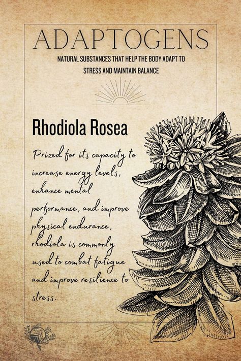 Rhodiola Rosea Adaptogen Rhodiola Rosea Benefits, Rhodiola Benefits, Natural Pathway, Rhodiola Rosea, Adrenal Glands, Mood Enhancers, Unlock Your Potential, Brain Health, Boost Energy